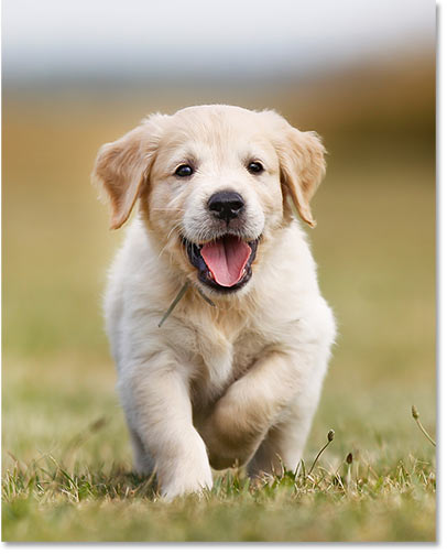 Pup graphic